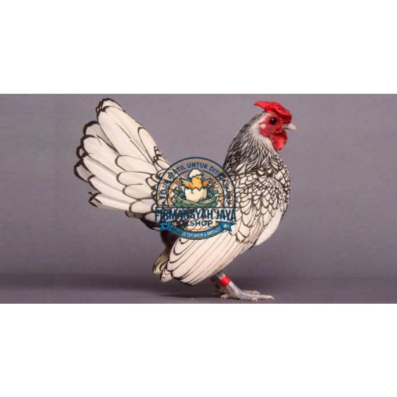 TELUR AYAM HIAS BATIK ITALI Firmansyah jaya shop