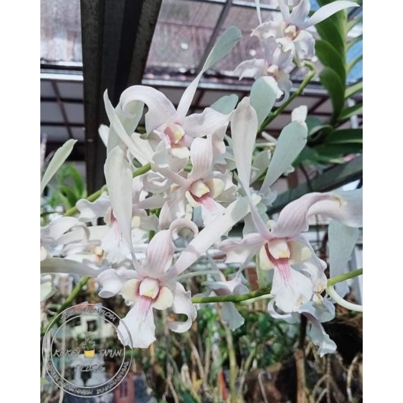 ( BISA COD ) Seedling Anggrek Dendrobium Capung Kapuas - Tanaman Hias Bunga Anggrek Dendrobium Belum