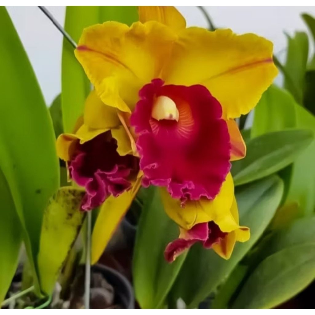 anggrek cattleya dewasa siap berbunga 1 rumpun