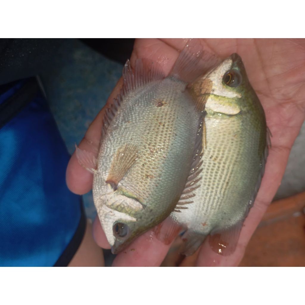 bibit / benih ikan tembakang / tarabakan ukuran 3 jari per  ekor