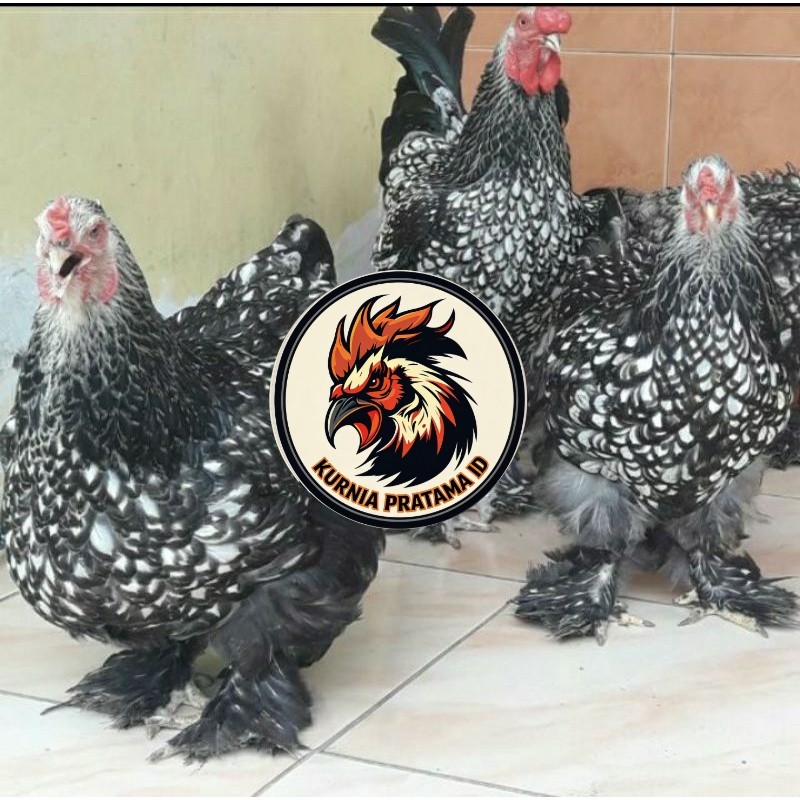 TELUR AYAM HIAS BRAHMA SILVER LACED UNTUK DI TETASKAN KURNIA PRATAMA ID