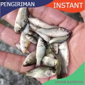 bibit ikan mas ukuran 1 jari per ekor  GROSIR BANDUNG