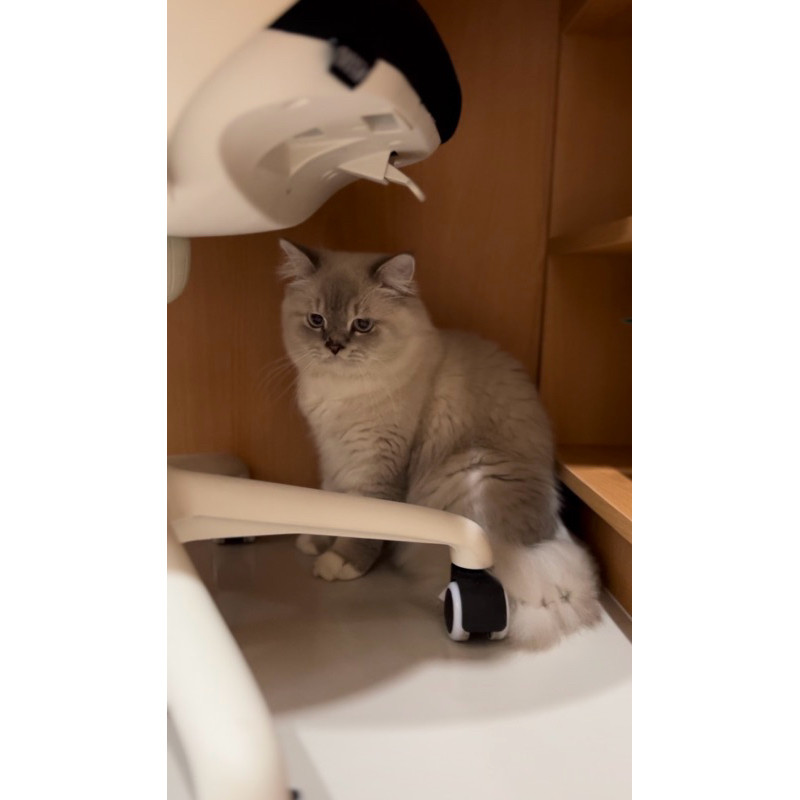 Kucing Persia Flatnose