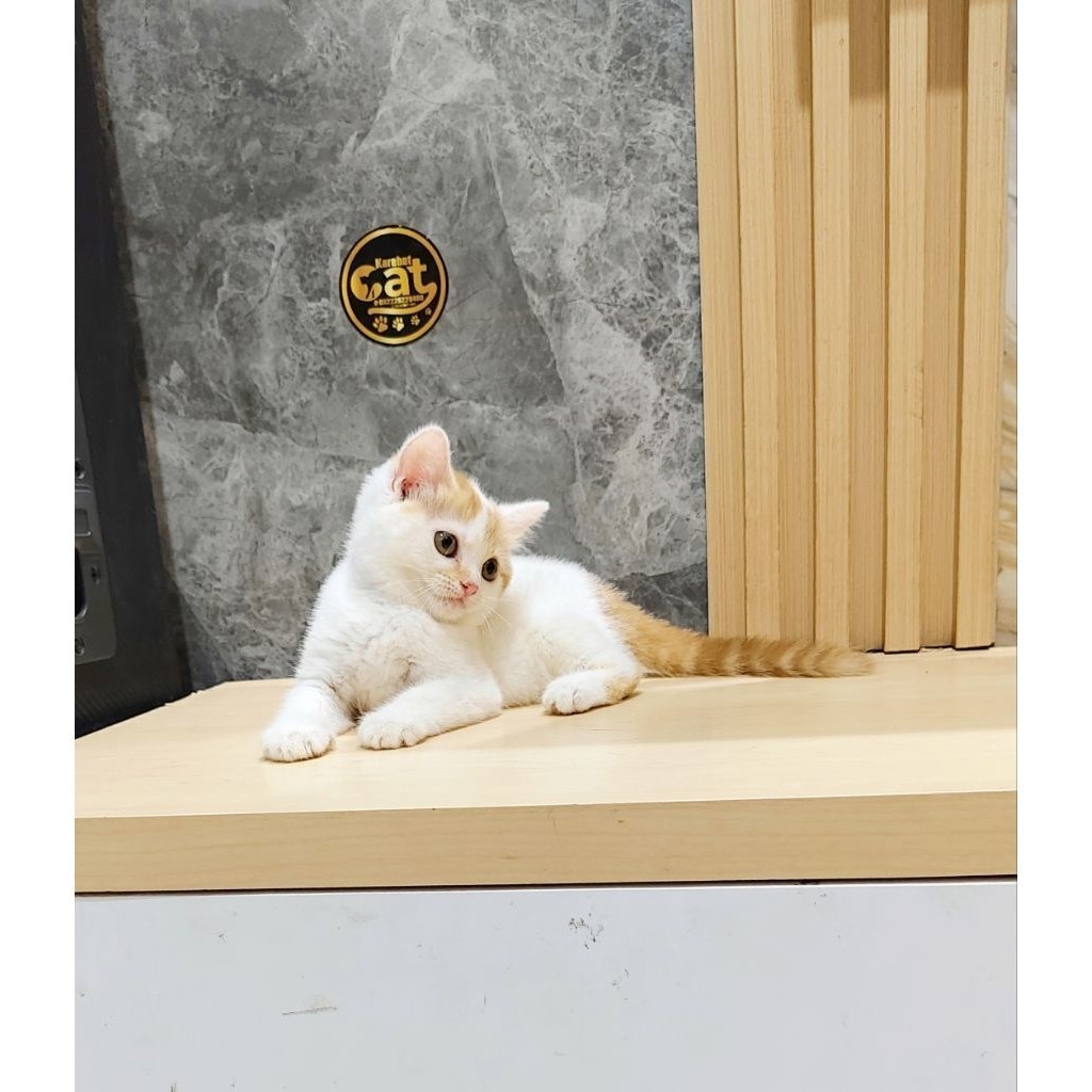 kucing british shorthair bicolor