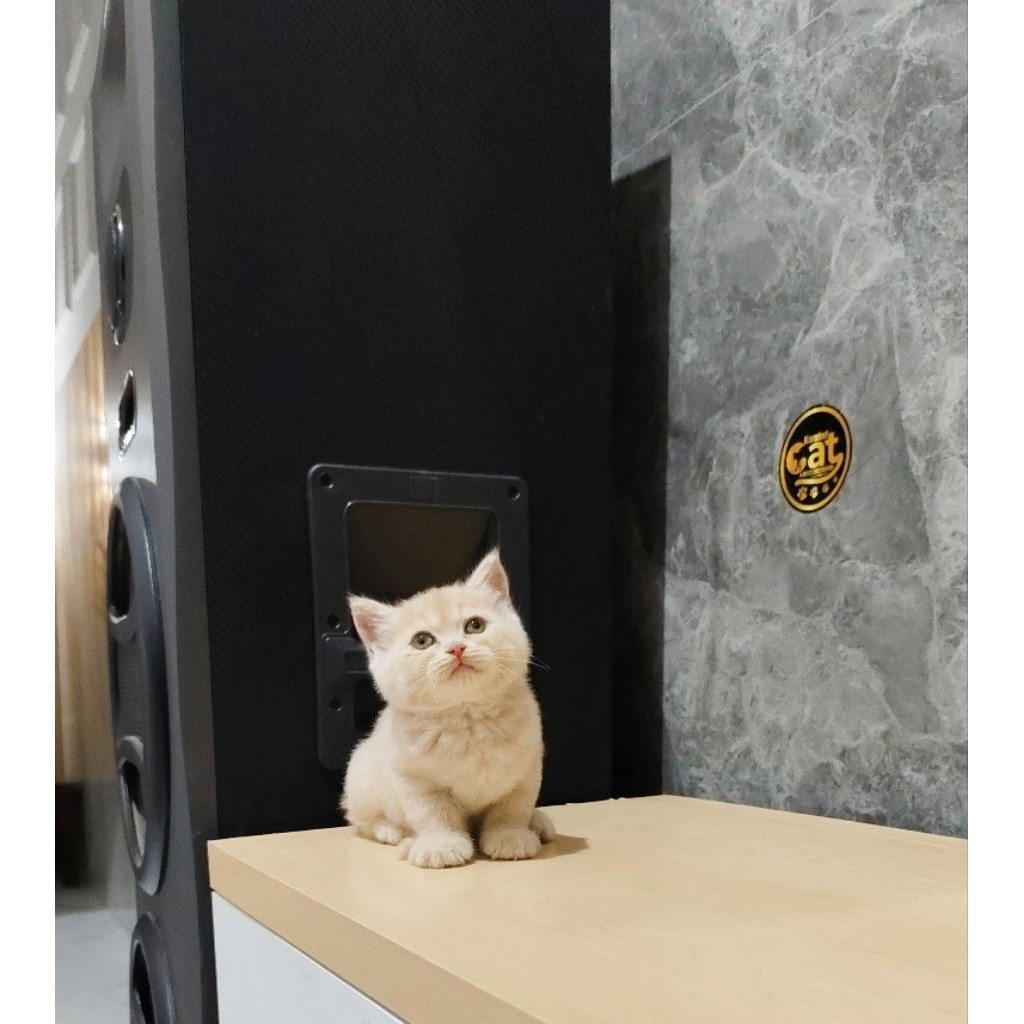 kucing british shorthair krem