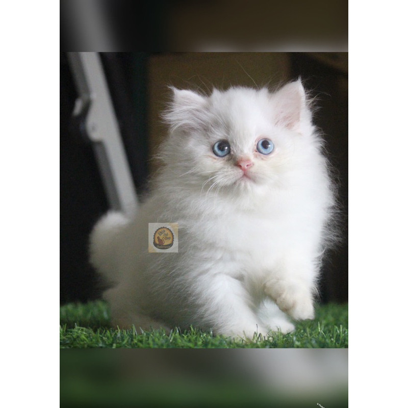 Kucing Persia Flatnose White Solid Kitten Munchkin Ragdol Maincoone