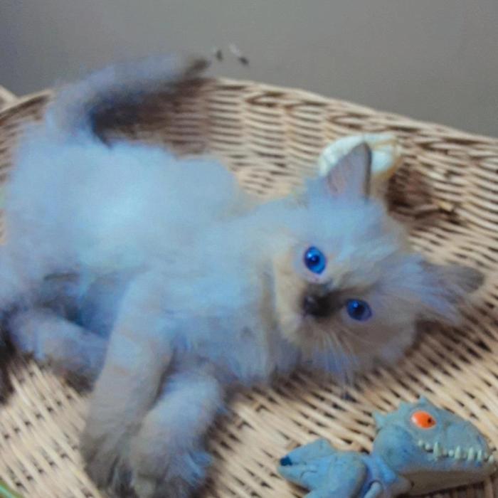 Kucing Himalaya Seal Point Mata Biru Long Hair
