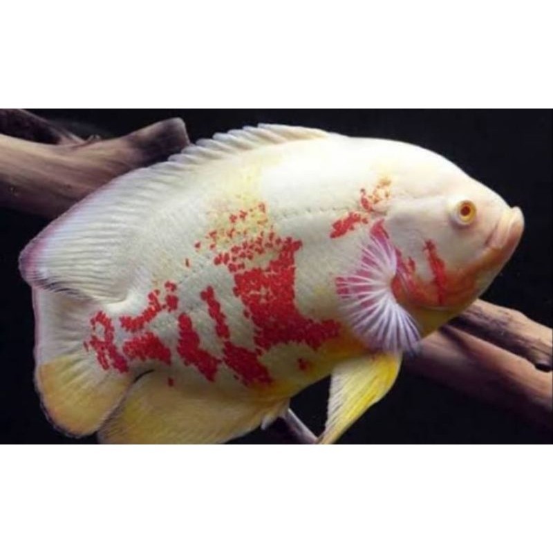 Koleksi Oscar Batik Berkualitas Ikan Red Oscar 7-9cm sunade