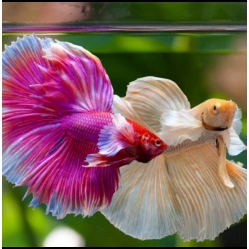 Cupang Slayer Jantan Ukuran random Ikan Cupang Hias buat aquarium