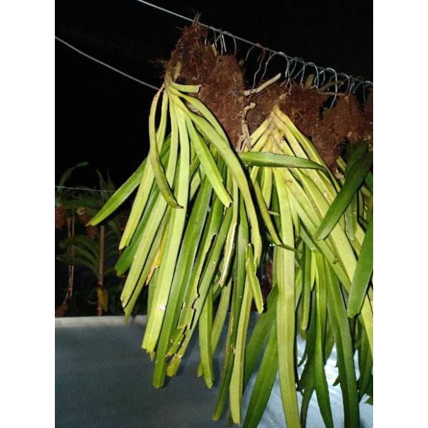 Anggrek Ricontilis Retusa Ekor Tupai Kondisi Dewasa Dan Spike