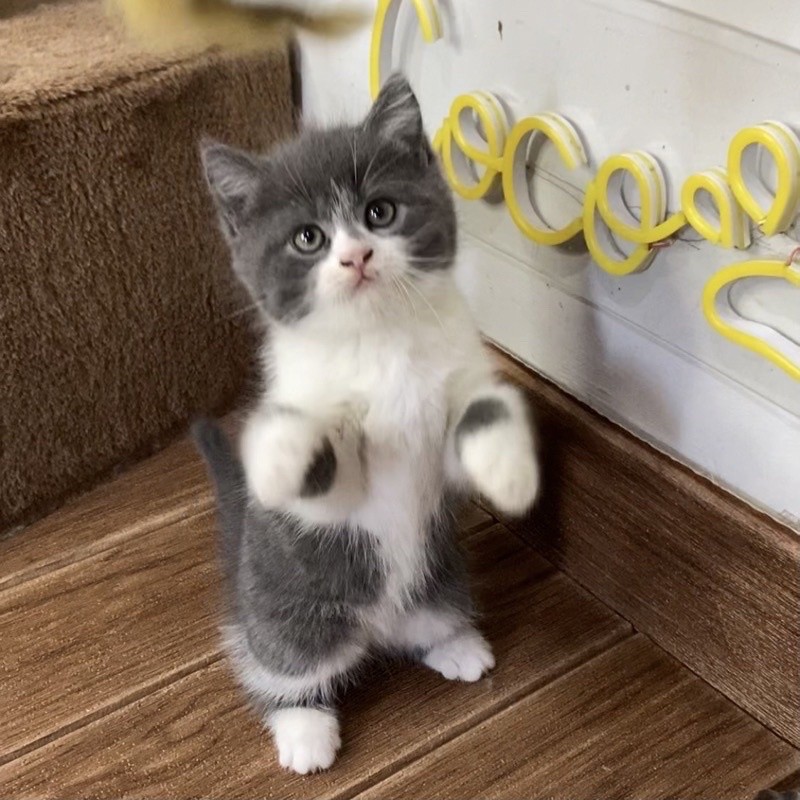 kucing kitten persia flatnose jantan/betina