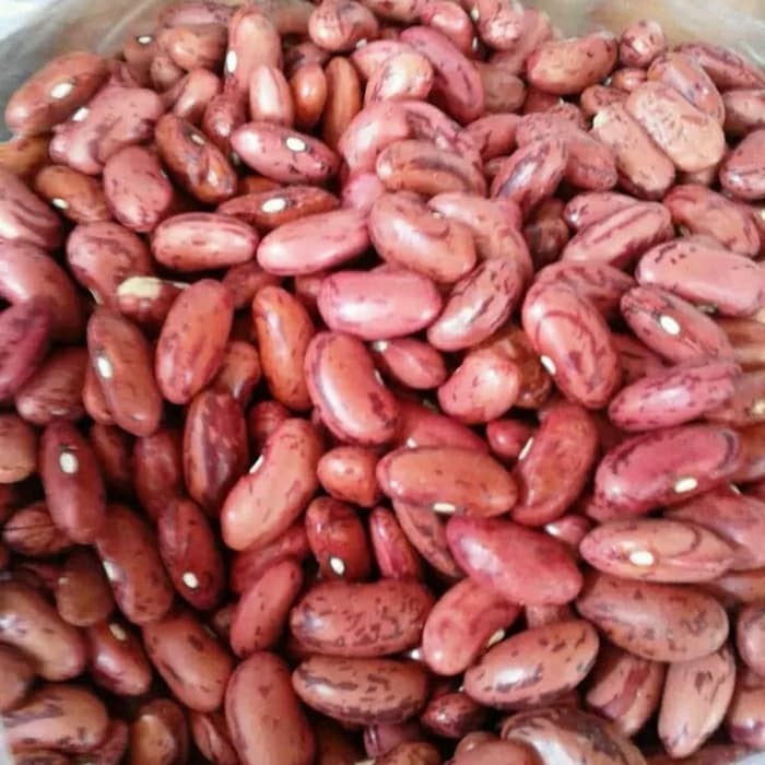 500 benih BIBIT KACANG MERAH Kacang jogo