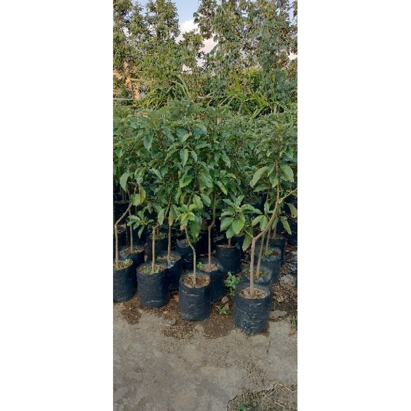 Bibit Alpukat Miki Batang Besar Super Segar