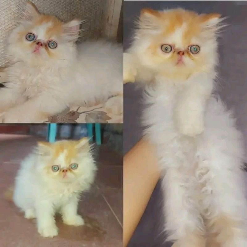 kucing kitten persia peaknose longhair