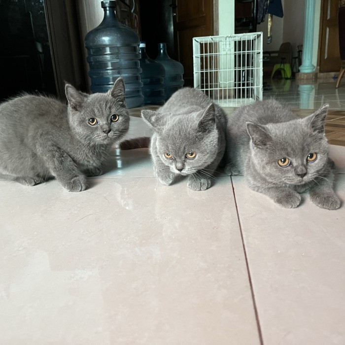 Terlaris Kucing Bsh Anakan Import Kucing British Short Hair