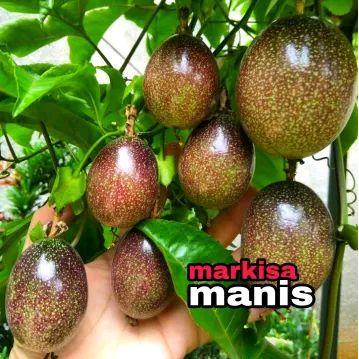 Bibit Markisa Madu cepat berbuah