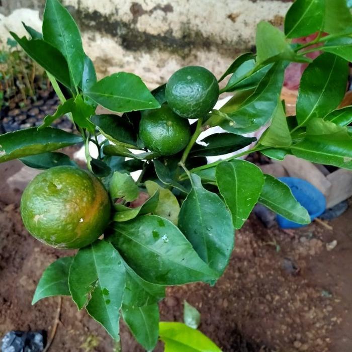 PROMO  BERBUAH Bibit santang madu sudah berbuah