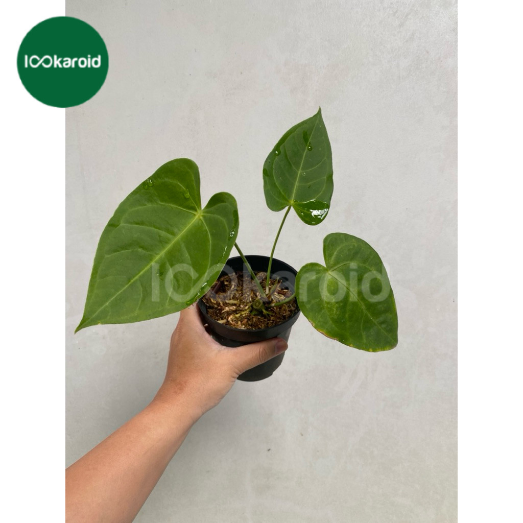 Tanaman Hias Anthurium Mangkocii / Anthurium Hybrid (Mangkok x Veitchii) / Anthurium Kuping Gajah Ma