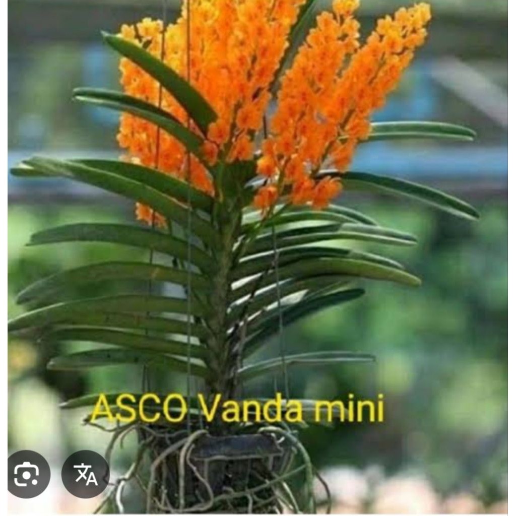 Vanda Mini Ascocentrum Dewasa Siap Bunga | Anggrek Mini Eksotis | Tanaman Hias Koleksi | Siap Mekar