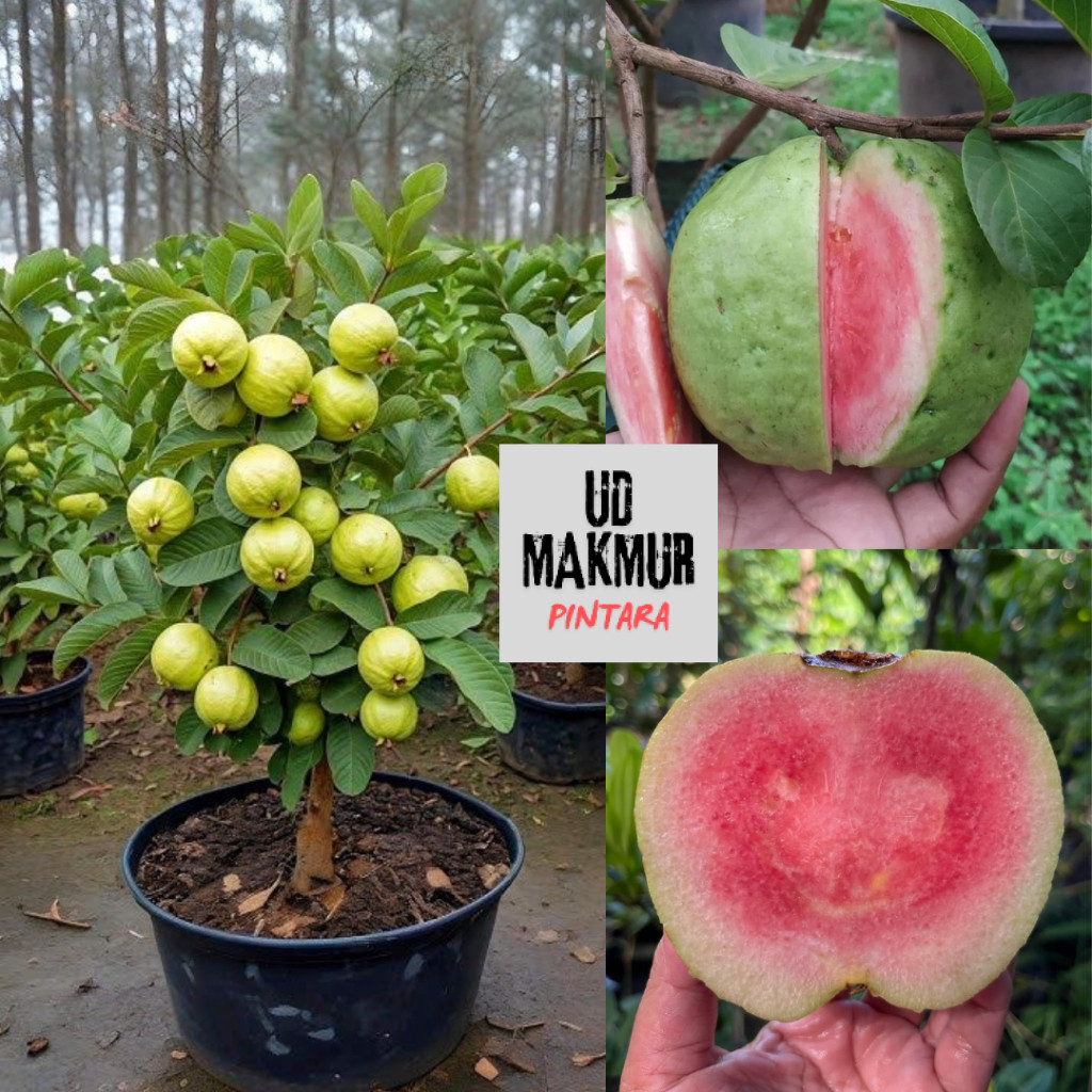 Bibit Tanaman Jambu Kristal Merah Red Diamond Pohon Jambu Kristal Merah