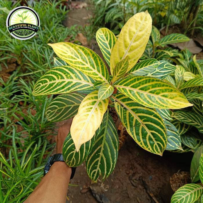 Tanaman Hias Aphelandra Kuning - Pohon Aphelandra Golden