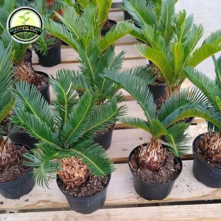 Bibit tanaman palem sikas - tanaman palem sikas