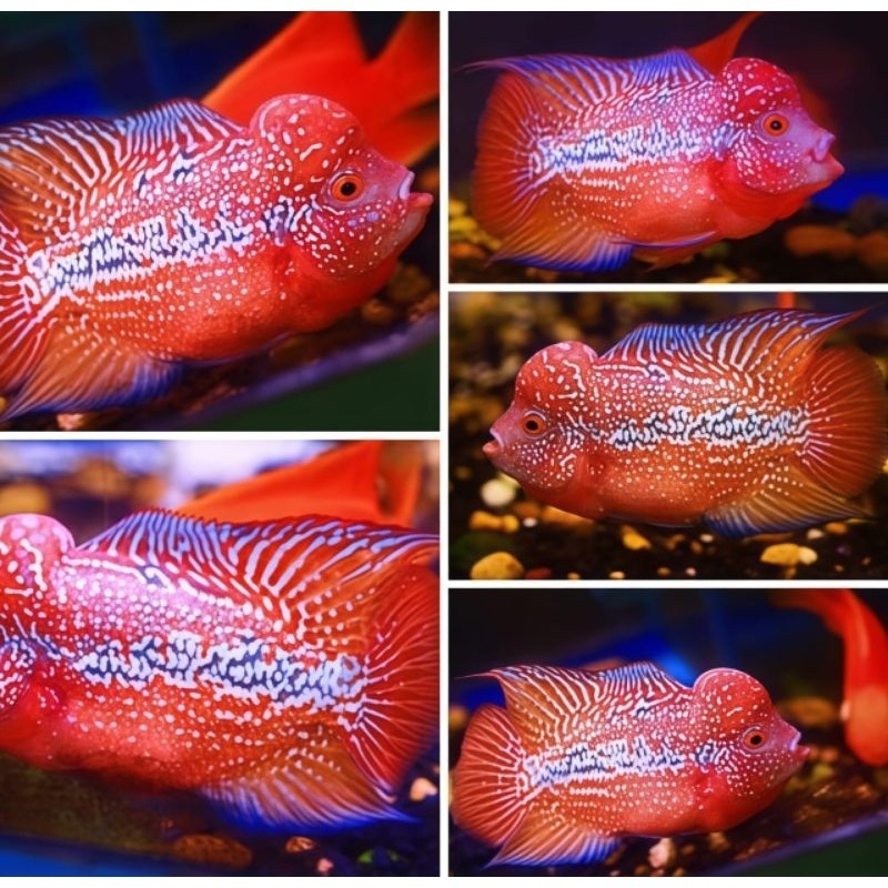 New Launching Burayak Super Red Cencu Louhan Jenong Marking kreta Panjang 3-4 cm cod