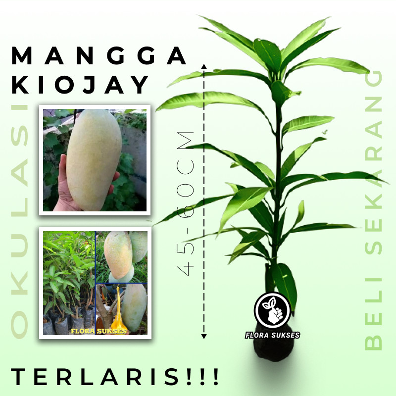 Bibit Tanaman Mangga Kiojay  Bibit Mangga Kiyojay KioJay