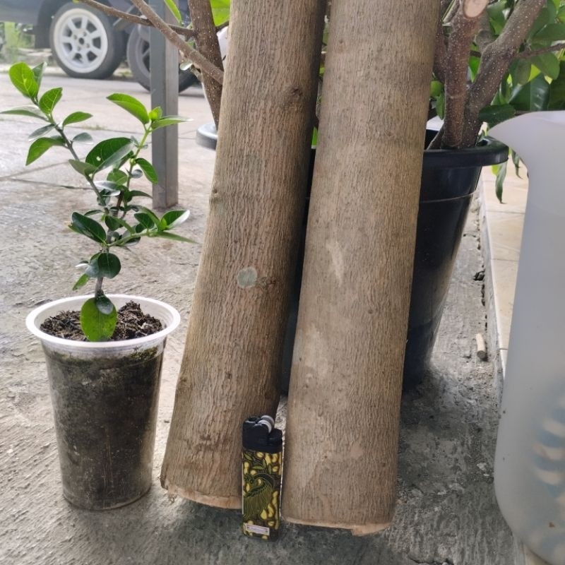 Bahan Bonsai Sancang Jumbo Seukuran Pergelangan Kaki