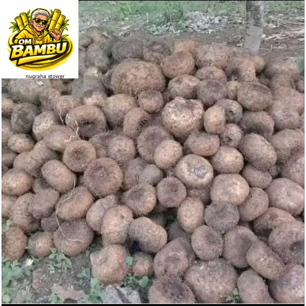 bibit umbi Porang super 1 kg