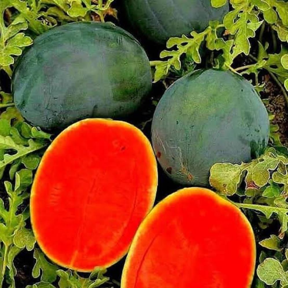 BIBIT super semangka tanpa biji (30benih)
