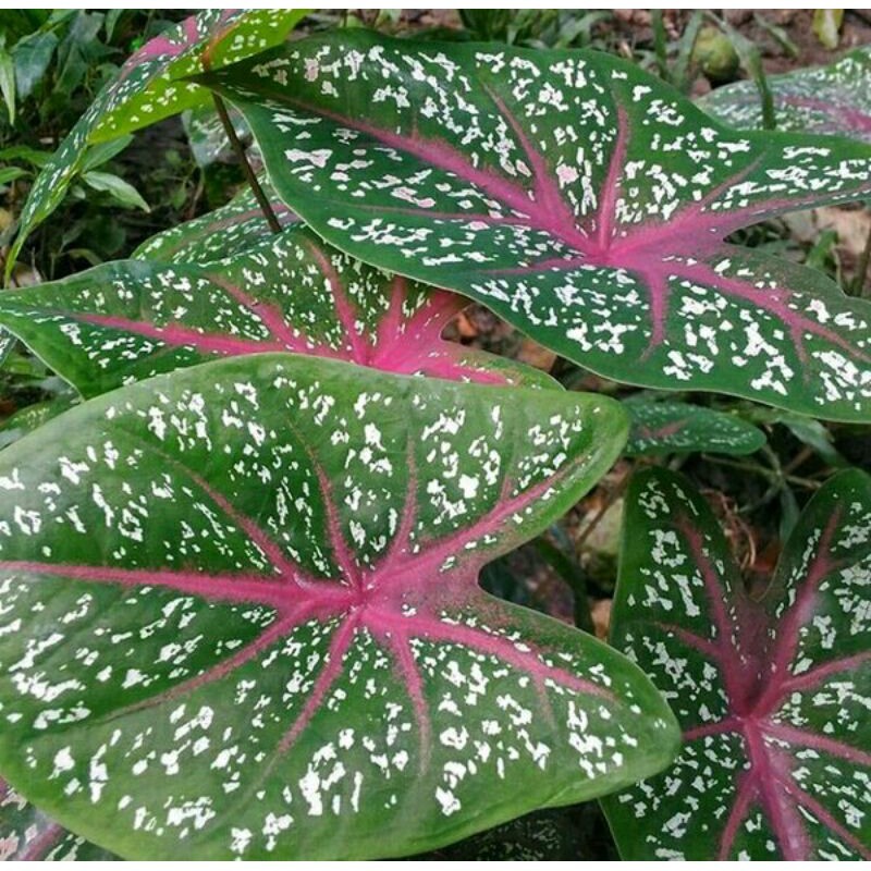 Keladi Merah Caladium, Keladi Merah Murah, Keladi Merah Langka