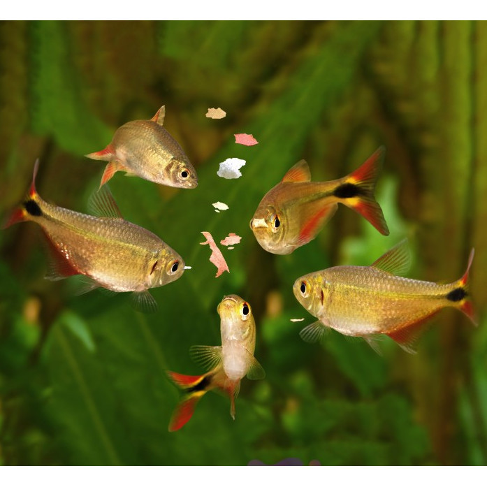 Buenos Aires Tetra / Ikan Hias Aquascape