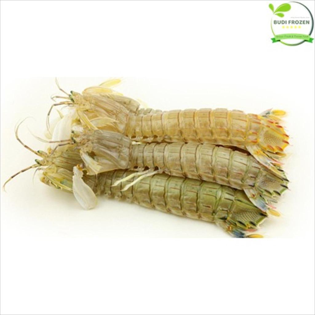 UDANG MANTIS / UDANG RONGGENG ± 500 GRM