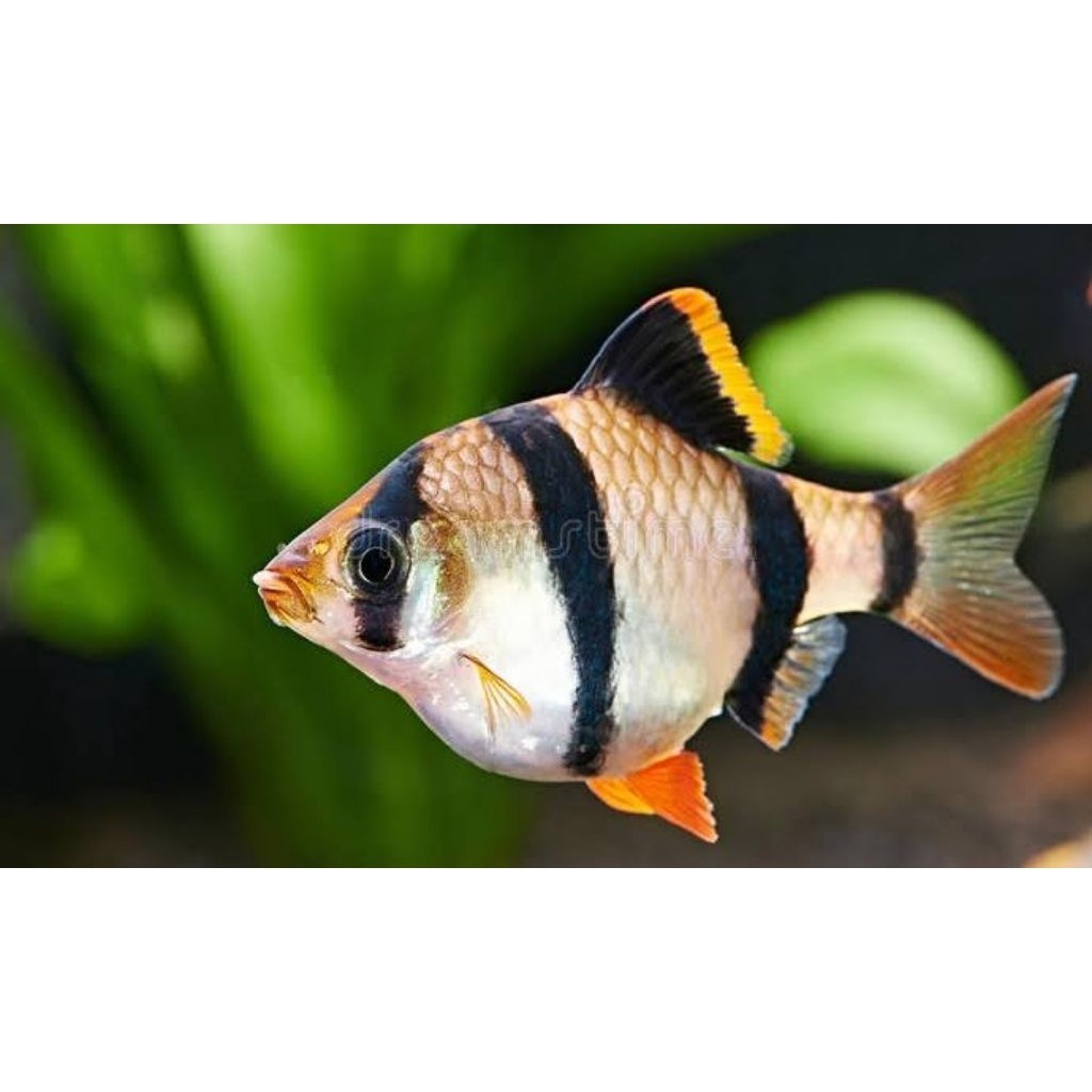Hiasan aquarium  | Paket Murah 10 Ekor | Sumatra Tiger | Sumatra Tiger Merah | Moli Golden Black | P