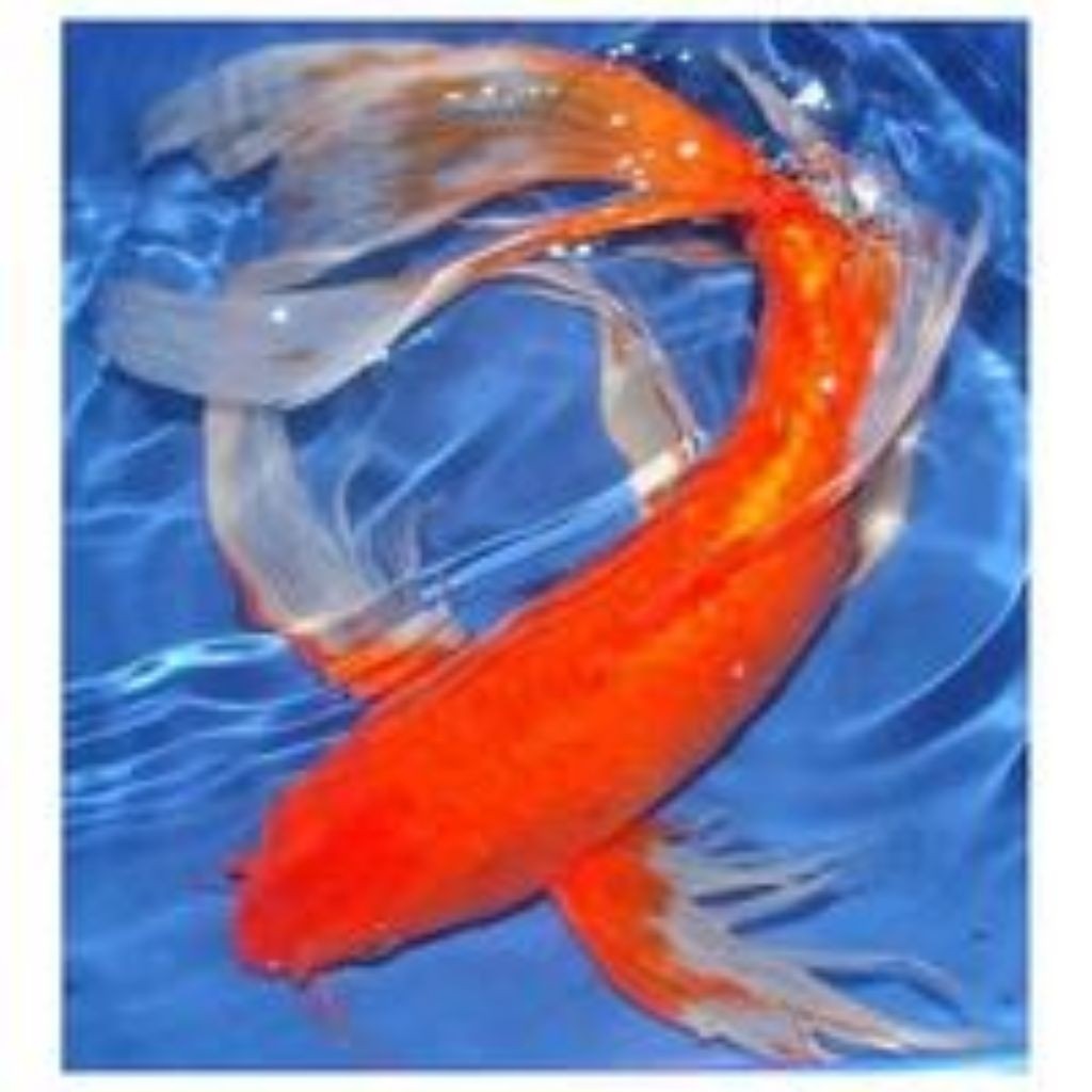 Ikan Koi Benigoi Kumpay Slayer Ukuran 13-15 Cm