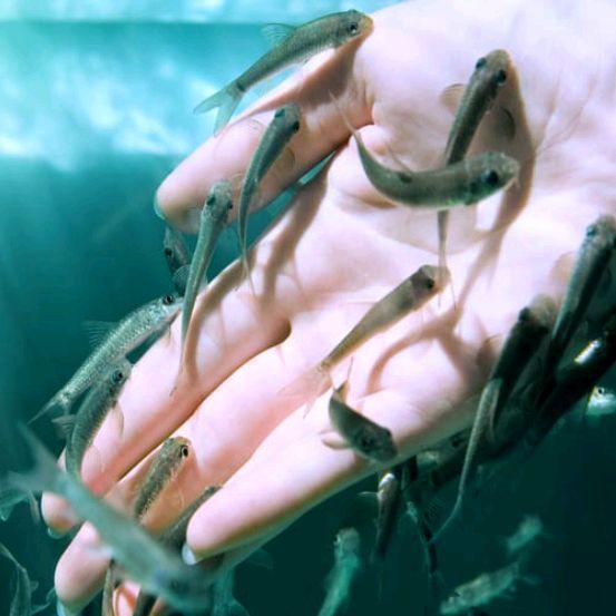 IKAN GARRA RUFA RURKI ISI 10  | TERAPI ORIGINAL