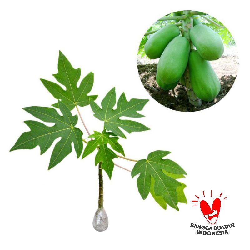 Bibit Pepaya California siap tanam