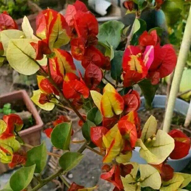 Bunga Bugenvil SUFIA INDIA Import Orian / Bougenville SUFIA INDIA Cepat Berbunga Rimbun