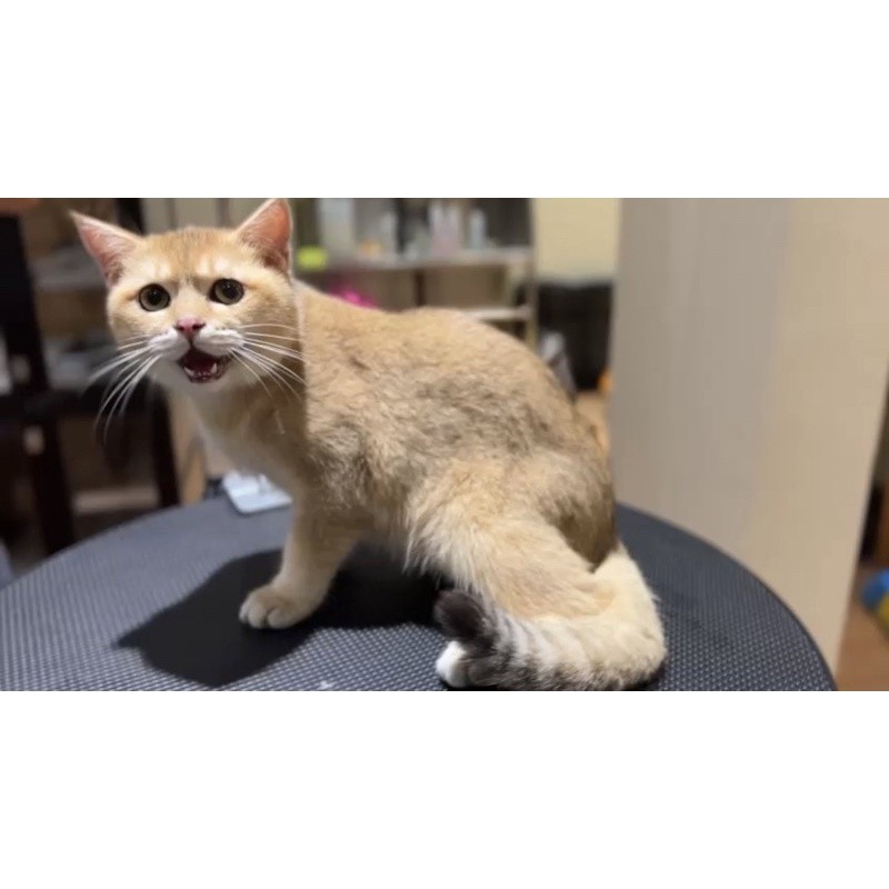 british shorthair golden