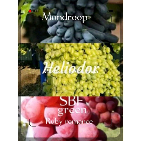 Bibit Anggur Import Paket Murah 3 Batang Mondroop/Heliodor/Ruby Roman Asli Garafting Jaminan Valid
