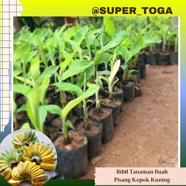 Bibit Pisang Kepok kuning / Pisangan Kepok / Bibit Pisang Unggul readyy ready