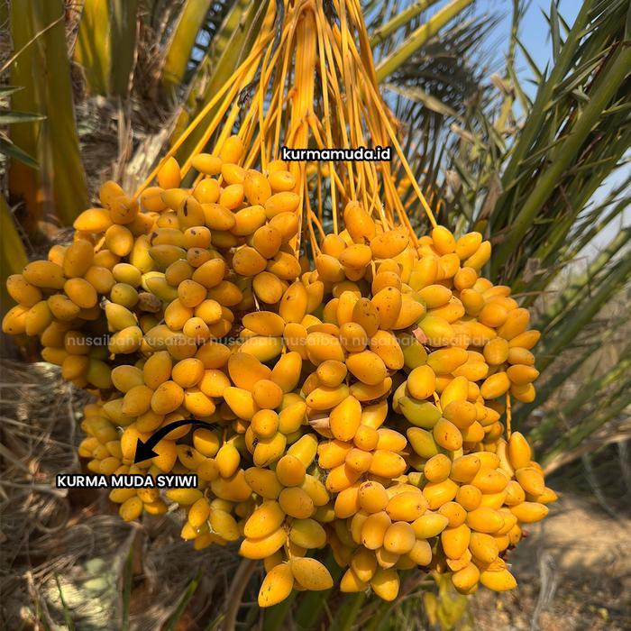 Kurma Muda Promil Barhee Mengkal Manis Ruthob Arab kurmamuda_id nusaibah 500gr Terbaik - 250GR