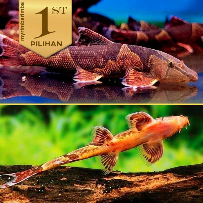 HOMALOPTERA IKAN HIAS AQUASCAPE PEMAKAN LUMUT ALGAE HIASAN AQUARIUM