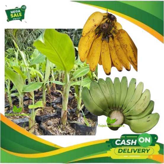 Asli gede - bibit pisang kepok putih - pisang kepok putih