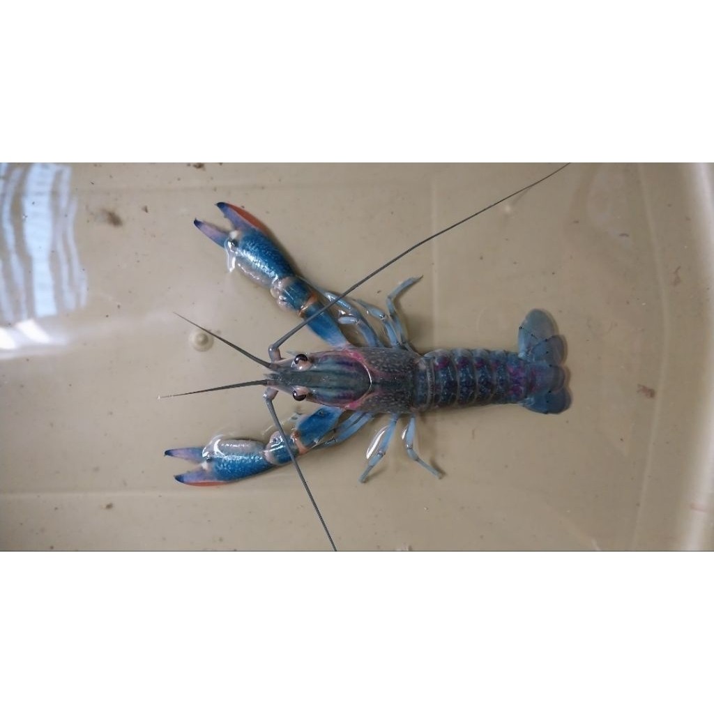 Lobster Air Tawar Jenis Capit Merah 3 inci