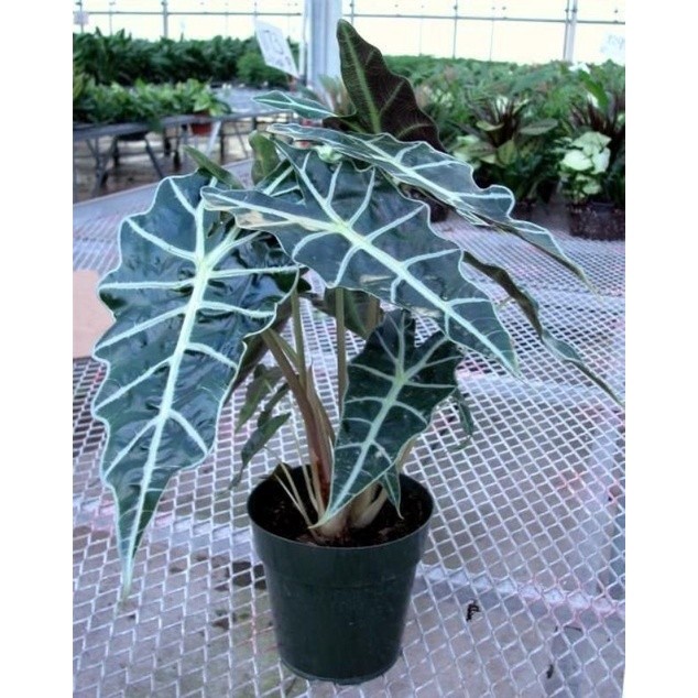 ( BISA COD ) TANAMAN HIAS KELADI AMAZON - TANAMAN HIAS HIDUP INDOOR KELADI AMAZON