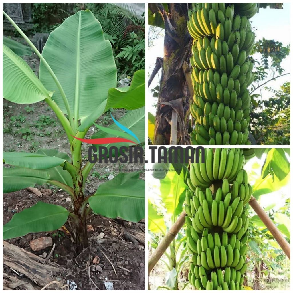 Bibit Pisang Cavendish Fhia 17 Fresh Culture Jaringan