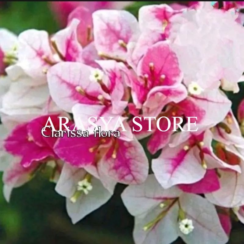 READY  TANAMAN HIAS BOUGENVILLE SAKURA ICE CREAM BUNGA KERTAS
