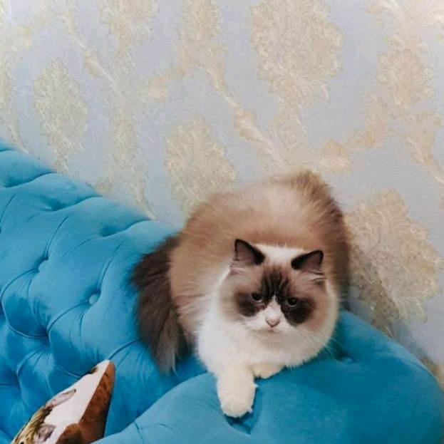 kucing ragdoll betina